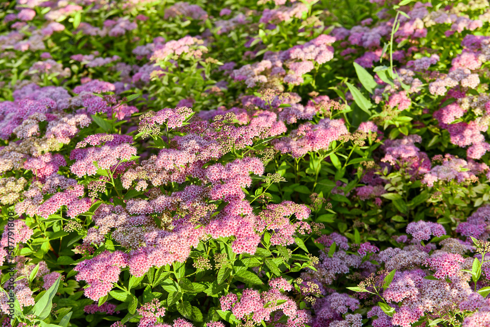 Bush of many pink and purple wildflowers Spiraea japonica at dawn with green leaves, macro photo, selective focus Bush of many pink and purple wildflowers Spiraea japonica at dawn with green leaves, macro photo, selective focus