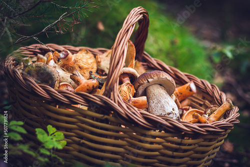 Delicious Mushrooms in a basket