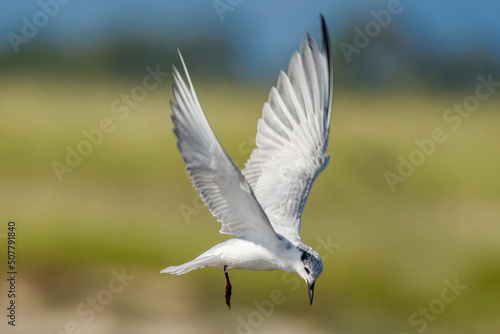 Whiskered Tern in Queensland Australia