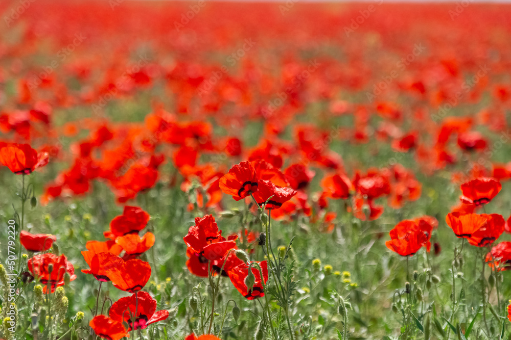 Field of red poppies - Papaver rhoeas - in Kazakhstan. Beautiful natural red color for background