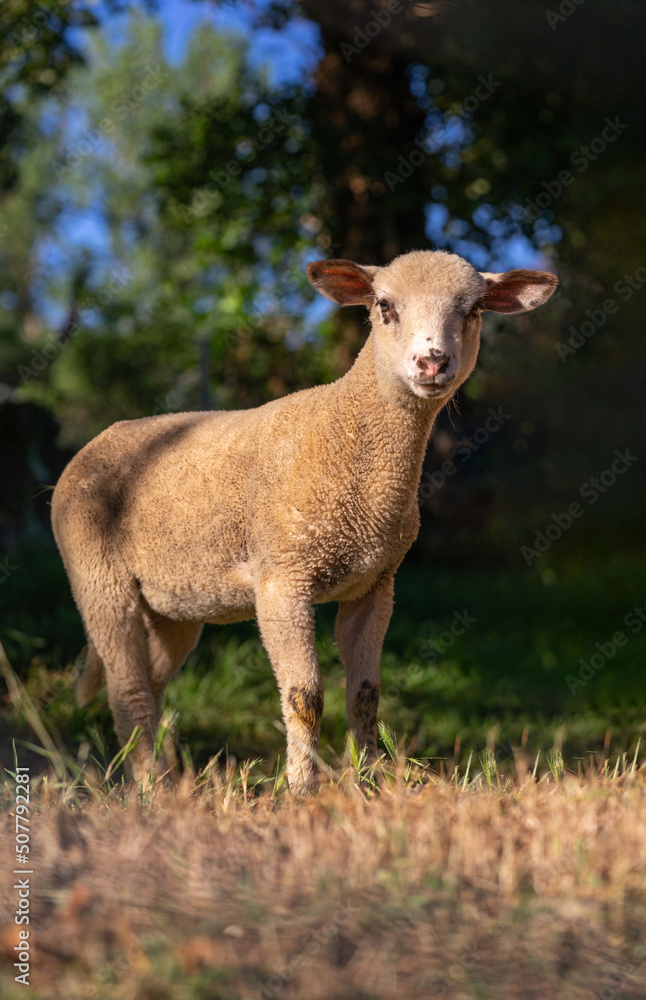 Naklejka premium Cute baby sheep over dry grass field, farm animal