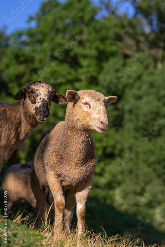 Cute baby sheep over dry grass field, farm animal © breng08