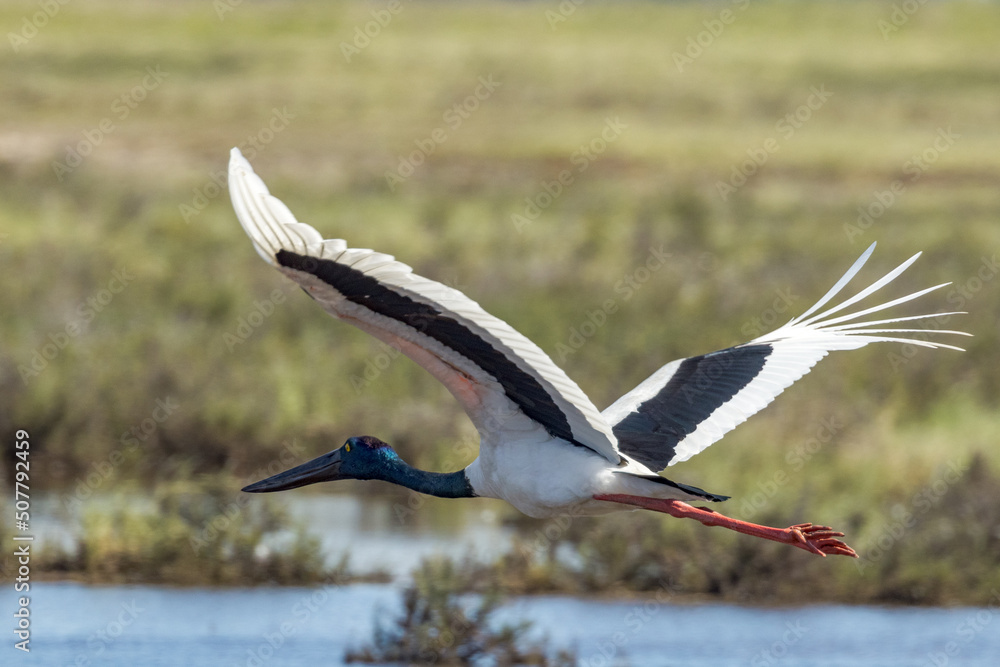 Obraz premium Jabiru Black-necked Stork in Queensland Australia