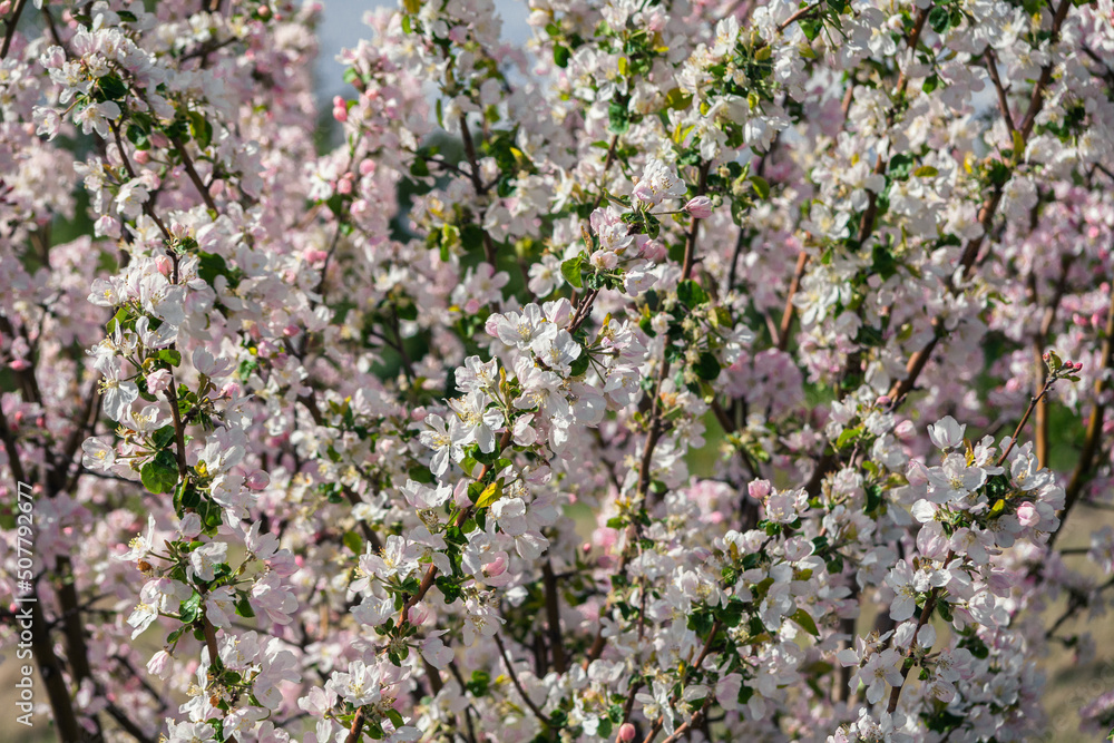 Beautiful spring cherry. in pastel pink and white tones. Sakura. Small depth of field. Close-up of flowering branches of pink cherry, Japanese cherry tree in spring. Spring landscape of Japan