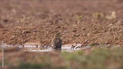 pequeño pájaro limpiando sus plumas en el agua photo