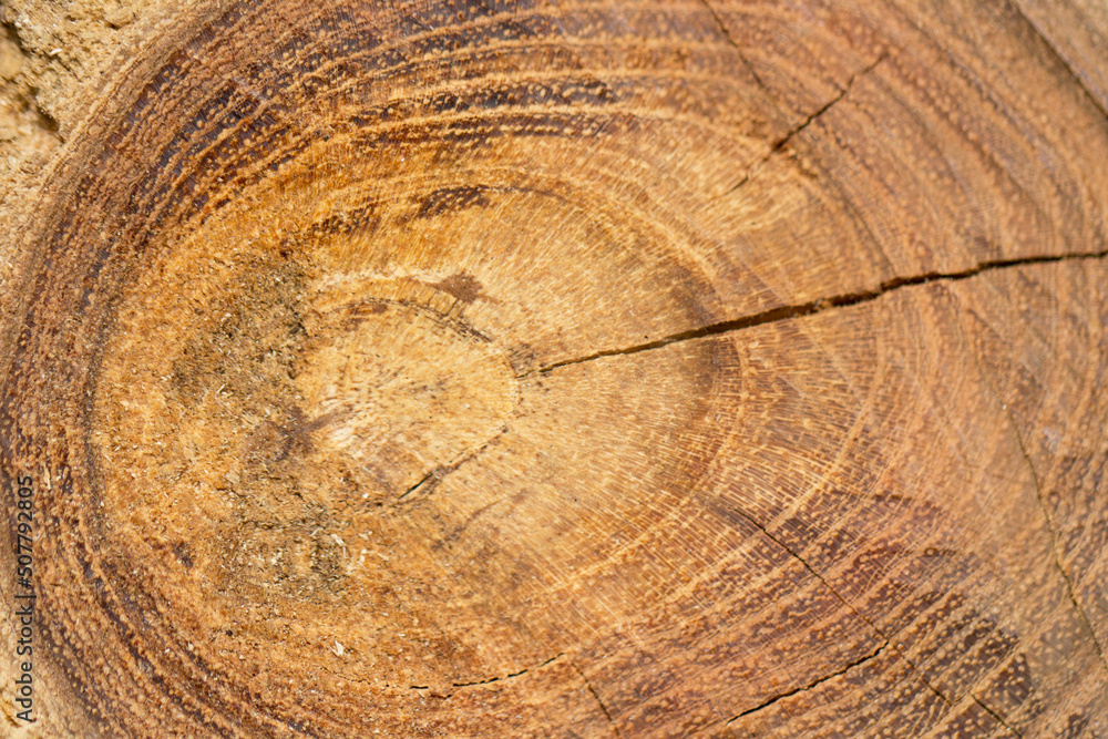 Naklejka premium legno, tronco, sezione, taglio, anelli di accrescimento