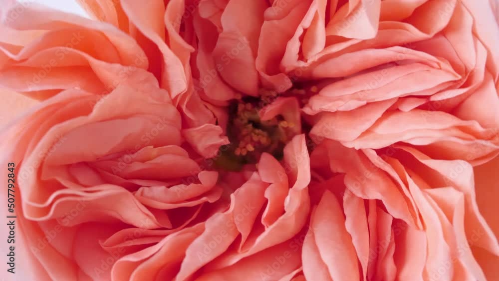 Beautiful pink rose rotating on white background, macro shot. Bud closeup. Blooming pink rose flower open. Holiday backdrop, Valentine's Day concept. High quality 4k footage Beautiful pink rose rotating on white background, macro shot. Bud closeup. Blooming pink rose flower open. Holiday backdrop, Valentine's Day concept. High quality 4k footage
