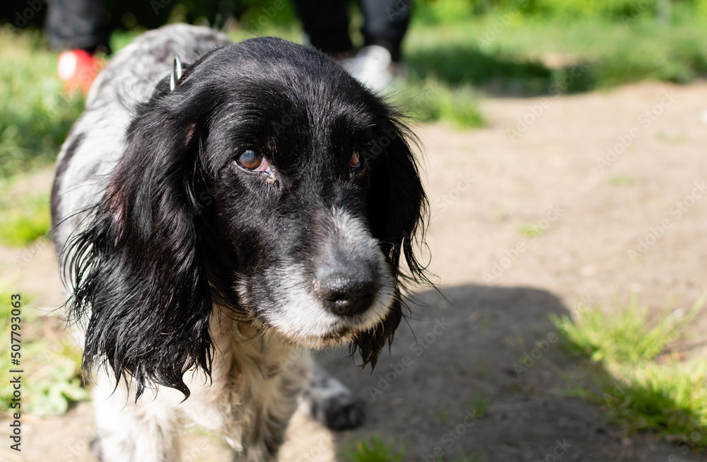 Portrait of old dog Spaniel close-up on blurry background in natural conditions