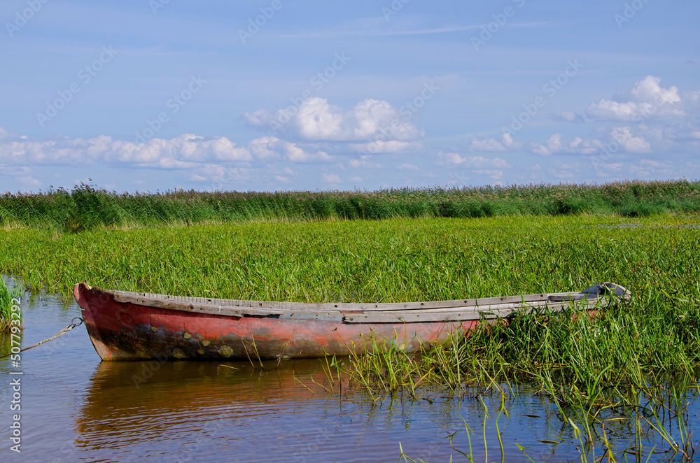 Old fishing boat got stuck in green reed growing in pond. Lush greenery overgrown in dirty water under blue sky with white clouds on sunny summer day Old fishing boat got stuck in green reed growing in pond. Lush greenery overgrown in dirty water under blue sky with white clouds on sunny summer day