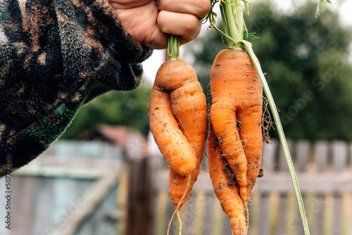 Fotografija Two countries, crooked, defective carrots in the form of a man and a woman