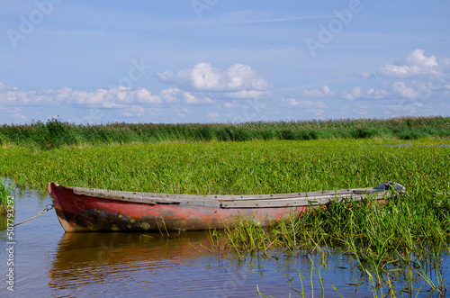 Old fishing boat got stuck in green reed growing in pond. Lush greenery overgrown in dirty water under blue sky with white clouds on sunny summer day