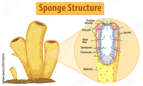 Diagram showing structure of sponge