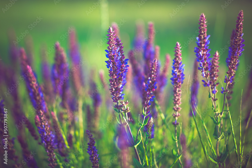 Obraz premium Lavender at sunset, field of purple flowers in sunny day