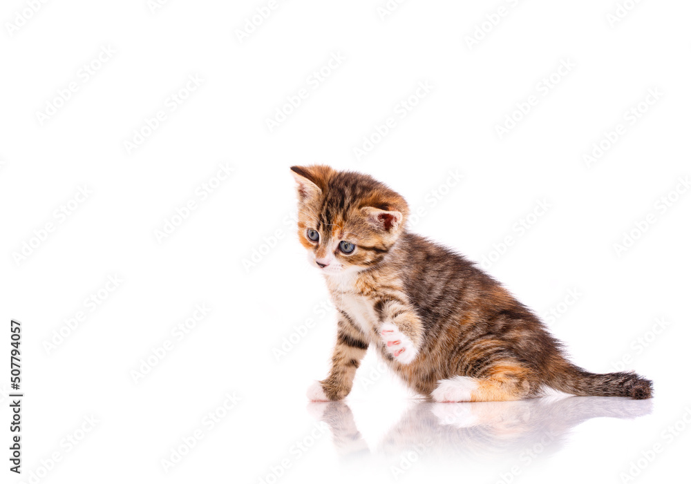 Tricolor cat in front of white background. Tricolor cat in front of white background.