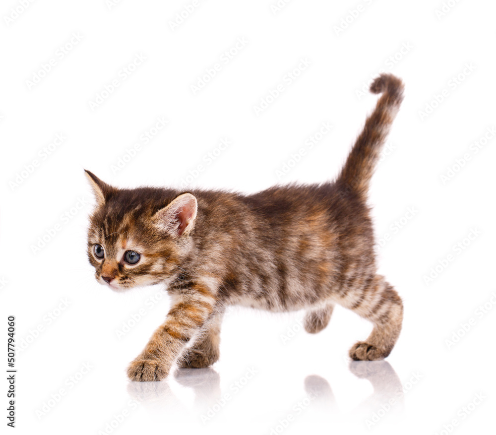 Striped kitten walks in front of a white background in the studio.