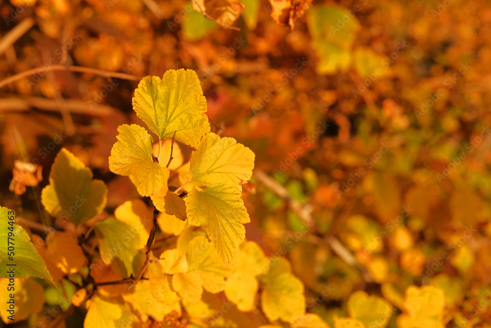 Autumn in forest. Yellow autumn leaves in picturesque fall park. Sunny day, warm weather. Autumn in forest. Yellow autumn leaves in picturesque fall park. Sunny day, warm weather.