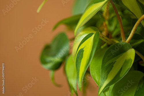 Close up variegated leaves Philodendron Brasil. Blur and selective focus.
