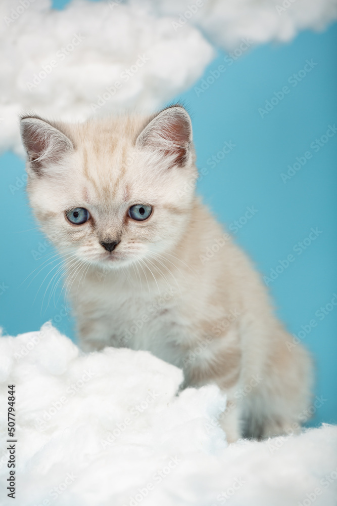 Small Scottish kitten with raised ears and sad eyes looks down. Small Scottish kitten with raised ears and sad eyes looks down.