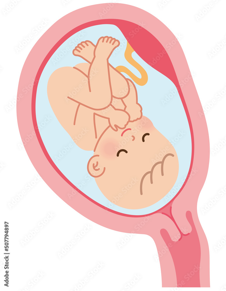 子宮の中の赤ちゃん　妊娠中の母体の仕組み　出産