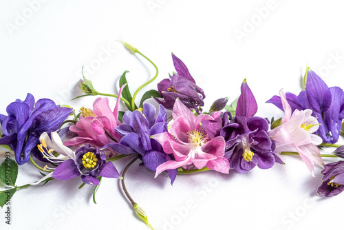 Festive floral background. Close up floral layout from pink and violet flowers of aquilegia on a white background. Top view, flat lay.