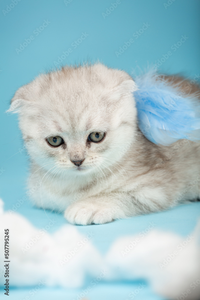 Snout of a tiny Scottish fold kitten which lies with an outstretched paw and blue angel wings.
