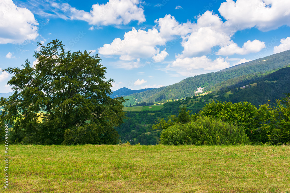 trees on the grassy hill in mountains. beautiful countryside summer scenery of carpathians. rural valley in the distance. sunny weather with fluffy clouds on the sky