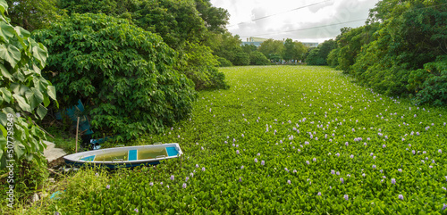 Canvas Print Water hyacinth flower blossom in pond in Hong Kong