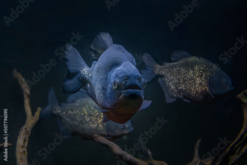 Photography Piranha underwater. Dangerous piranhas fish in dark water