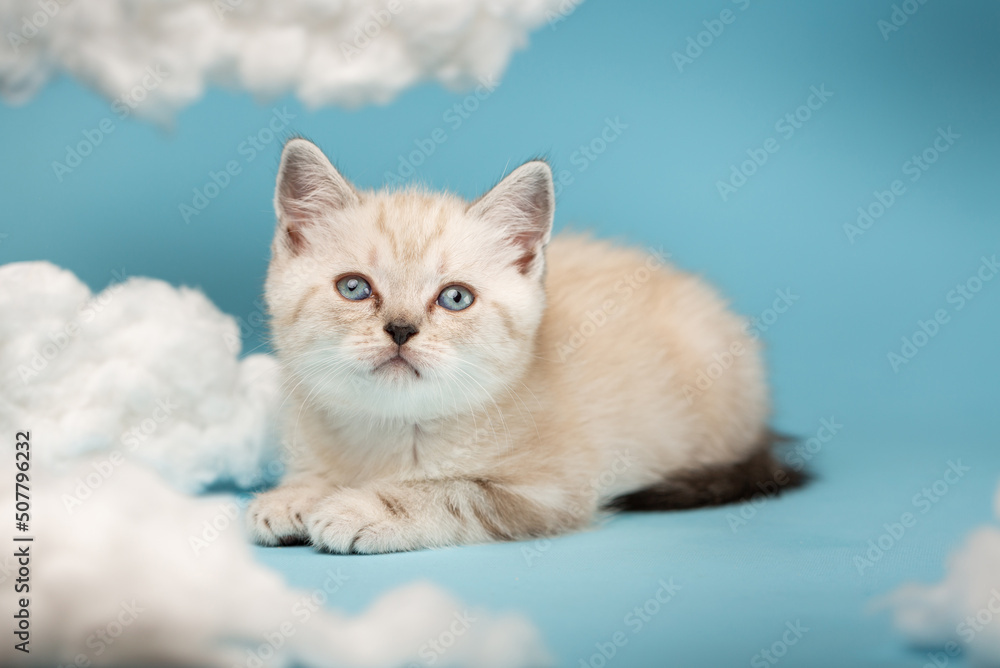 One-month-old Scottish kitten lies between clouds on a blue background.