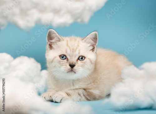 Muzzle of a light beige Scottish kitten with blue eyes, which lies among the white cotton clouds.