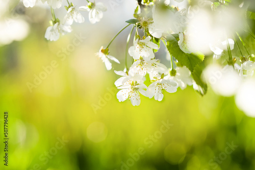 Cherry blossoms. Spring time. Beautiful branch with cherry or cherry blossoms in a park or garden. The wind shakes the branches. Background or postcard. Blurred background