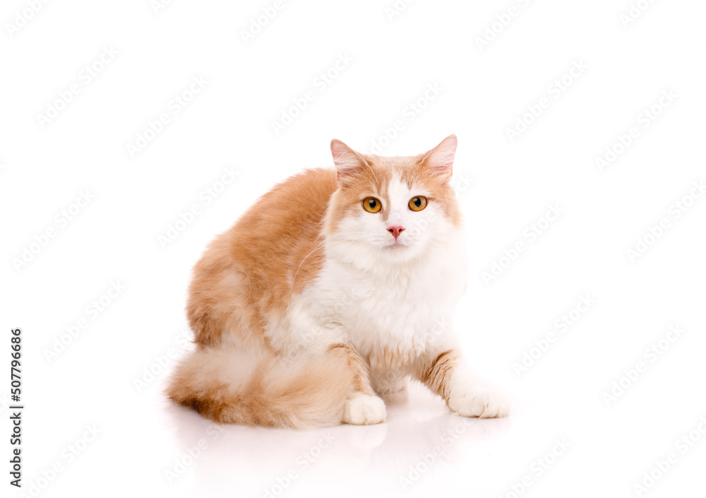 Sweet young cat with light fur with big yellow eyes sits and looks at the camera. Isolated.