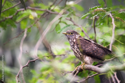 Common Cuckoo Hawk