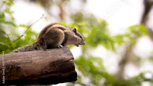Squirrel sitting on a perch, looking down with an open mouth. 