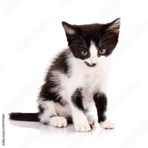 Tired black and white kitten sitting on a white background.