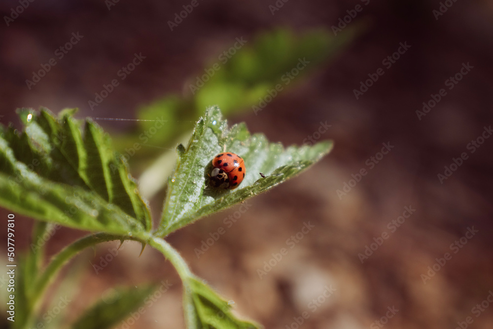 ladybug on grass ladybug on grass