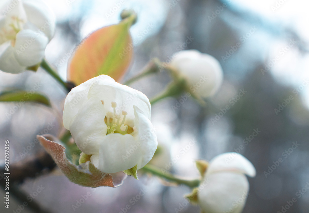 Obraz premium White Almost Flowers Blooming in Spring