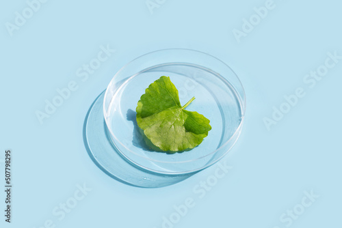 Fresh leaves of gotu kola in petri dishes on blue background.