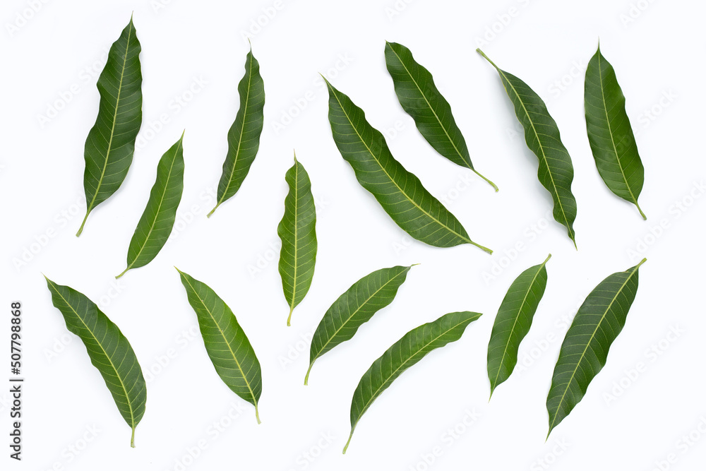 Mango leaves on white background. Mango leaves on white background.
