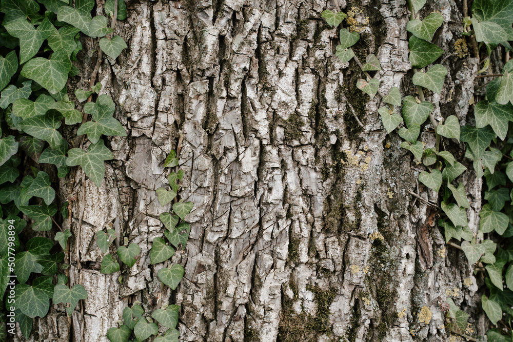 Grey bark and green ivy Grey bark and green ivy