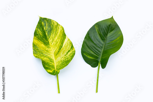 Golden pothos or devil s ivy leaves on white background.