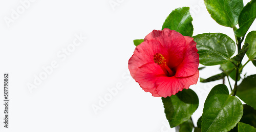 Hibiscus flower with leaves on white