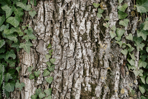 Grey bark and green ivy