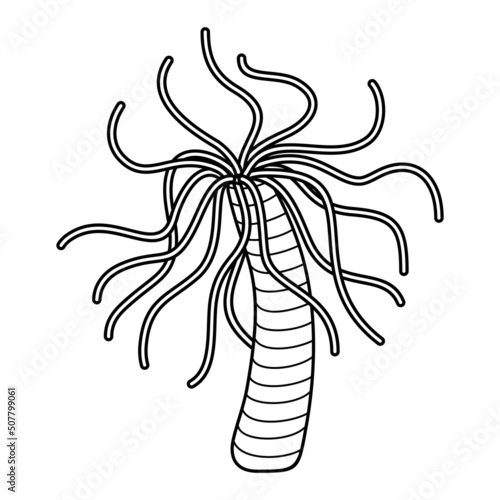 Sea anemone sketch. Actinia on white background. Vector isolated illustration on a nautical theme.
