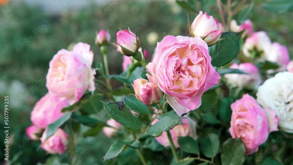 Beautiful and delicate pale pink roses in rose garden. Gardening concept. Slow motion Beautiful and delicate pale pink roses in rose garden. Gardening concept. Slow motion