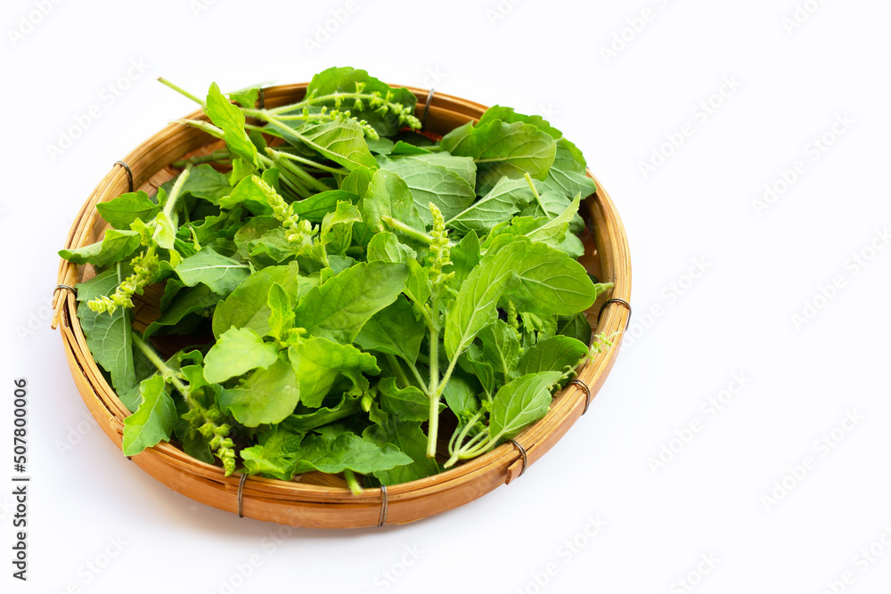 Holy basil leaves on white background. Holy basil leaves on white background.
