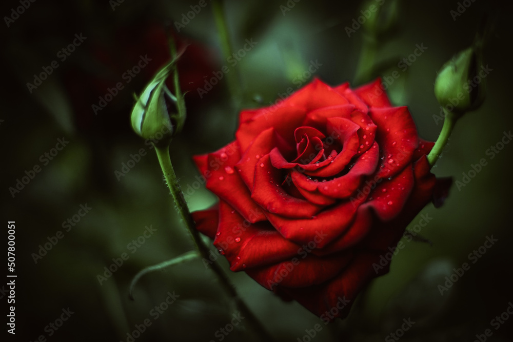 Beautiful big red rose growing in the garden. One lush opened flower head. Art card Beautiful big red rose growing in the garden. One lush opened flower head. Art card
