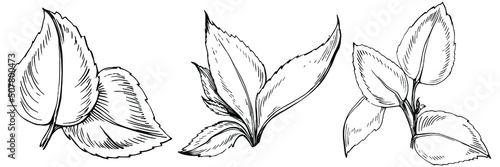 Mint vector isolated. Herbal engraved style illustration. Detailed organic product sketch. The best for design logo, menu, label, icon, stamp.