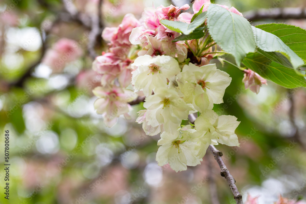 tree - apple trees blossomed, close-up of white and pink flowers of a fruit tree on a branch on a blurred background tree - apple trees blossomed, close-up of white and pink flowers of a fruit tree on a branch on a blurred background