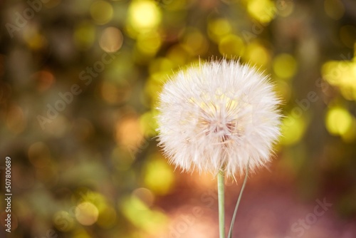 White fluffy dandelion grow in happy summer garden.